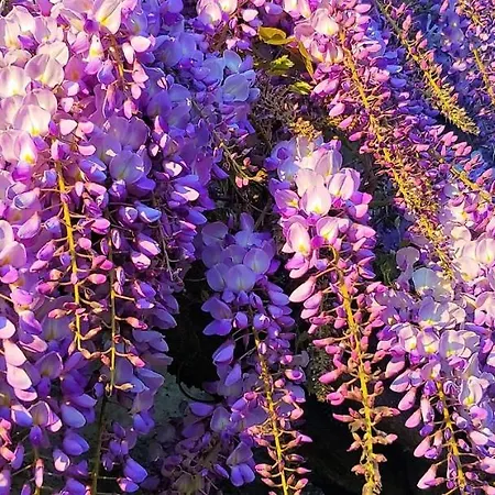 Lejlighed Lo Gnomo Sotto Al Glicine Châtillon